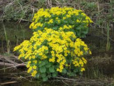 Caltha palustris - Plante de iaz iazuri-acvarii.ro